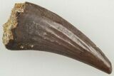 Fossil Raptor (Paronychodon?) Tooth - Montana #204180-1